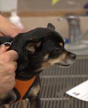 Westside Family Pet Clinic image 5