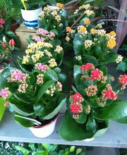Secrets de Fleurs image 19