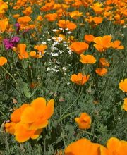 Star Hydroseeding image 5