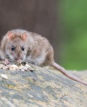 Rattenbekämpfung - Mr. Motte - Schädlingsbekämpfung - Hamburg