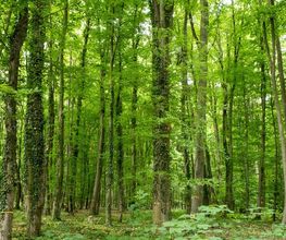 FriedWald Ohetal Bild 9