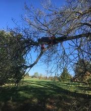 Normandie Arboriste image 3