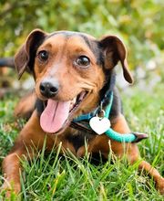 Dollydog Educ image 5