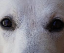 Haku & Co Hundeschule Bild 2