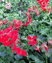 Villaverde Lecornu Jardinerie EURL image 11