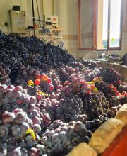 Champagne Depit Roger image 1