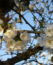 S . N Les Vergers De Muant SARL image 11