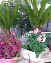 Secrets de Fleurs image 17