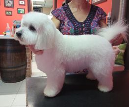 Dog Center image 6