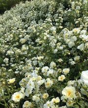 Royal Jardin sarl Bild 4