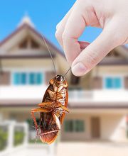 schaedlingsbekaempfung Schädlingsbekämpfung | BioS Schädlingsbekämpfung | München