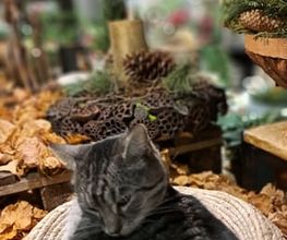Blumen Kreativ Bild 6