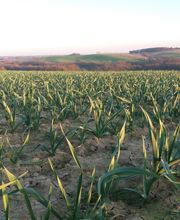 Bianchini EARL image 1