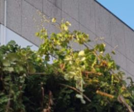 limpieza_jardines_mundo_multiservicios.jpg