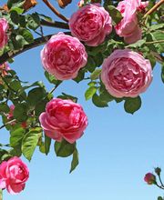 Bont Gartenbau und Gartenpflege AG Bild 7