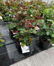 Les Jardins Du Champsaur image 4