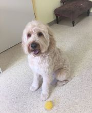 Hundesalon Baselland - Wir bieten den Tieren eine professionelle Fellpflege. Ein liebevoller und herzlicher Umgang mit Ihrem vierbeinigen Familienmitglied ist für uns oberstes Gebot!