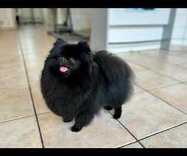 Au Chien Chic image 6