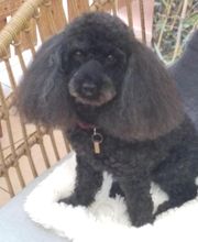 Coeur De Poils image 5