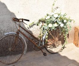 Gros lierre fleurs image 7
