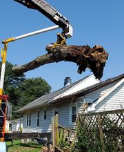 Whitledge Tree Service LLC image 1