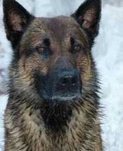 neuhaus.tierärzte.team Bild 4