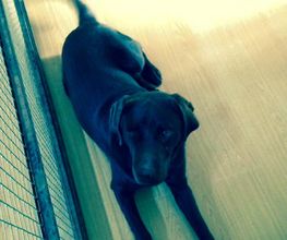 RESIDENCIA CANINA SORIA imagen 8