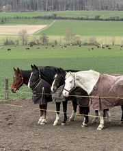 Reitstall Bühl Bild 13