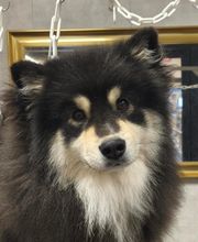 Barber Dog By Sonia image 9