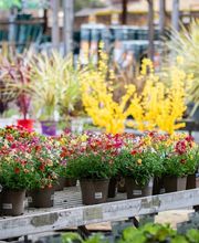 Mr.Bricolage Relais Saint Cyprien image 3