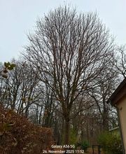 WEGA Garten & Landschaft Bild 1