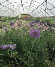 Whitetail Acres Nursery, Landscaping, and Reindeer Farm image 16