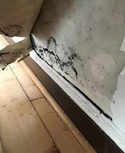 bioCon - Experten für Schimmel, Schädlinge & Co. | Schädlingsbekämpfung Kriegerowski Bild 9