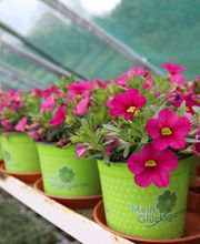 Schöne Blumen Floristik & Gartenbau Bild 7