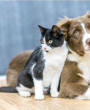 Derouet Pillet image 4