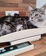 Dierenkliniek PETcomfort - Dierenarts Utrecht afbeelding 12