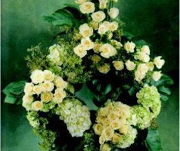 Rose Flor imagen 10