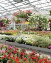 Baumschule Wassermann Bild 3