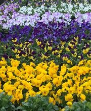 Gärtnerei Goldschmitt B. Jungnitsch Bild 13