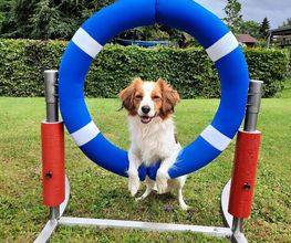 Moor Dogs Hundeschule Bild 1
