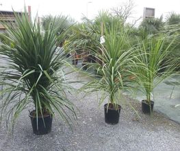 Palm' Ares image 2
