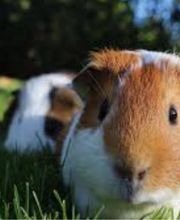 Kleintierpraxis Gerliswil AG Bild 6