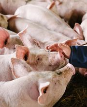 Terroir et Traditions image 8