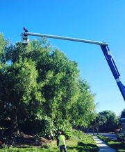 Atlas Tree Service - SavATree image 1