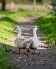Ferme de la Houssaye image 4