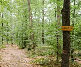 Schilder helfen bei der Orientierung im FriedWald Kirchheimbolanden.