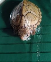 Le Monde de Sultan image 13