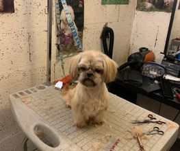 Domidogs image 11