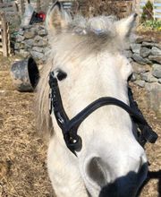 Der kleine Pferdeladen Bild 14