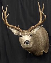 Arrowed 1 Taxidermy image 9